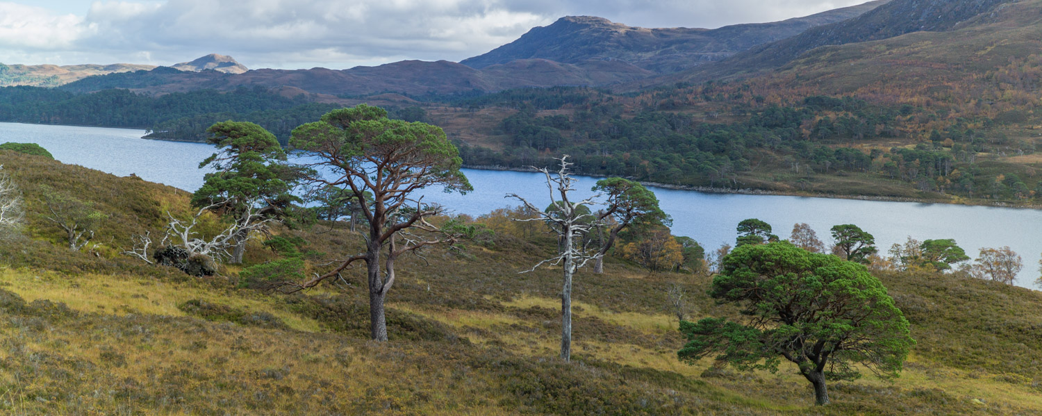 Loch Affric with granny pines in the foreground